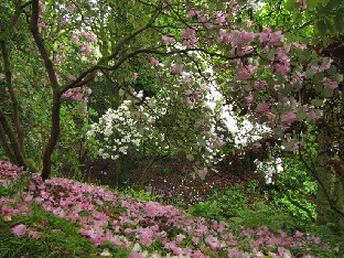 IMG_0758_Rh_orbilculare Rhododendron orbiculare