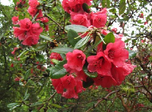 IMG_0779_red_rhododendron
