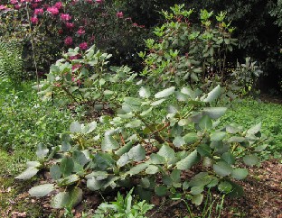 IMG_1668_yuefengense_flower_buds_come_3_years_from_seed Rhododendron yuefengense , flower buds come 3 years from seed