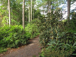 IMG_1671_rhododendrons_on_the_sides_of_the_path Rhododendrons in the woodland garden