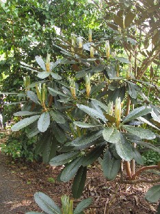 IMG_1680_hodgsonii Rhododendron hodgsonii