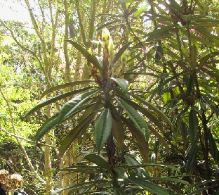 IMG_1686_thayerianum Rhododendron thayerianum