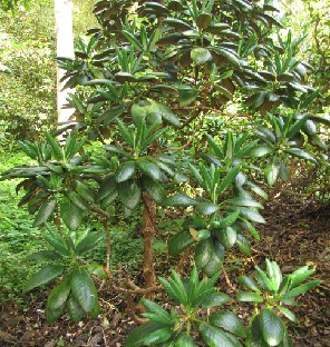 IMG_1687_clementinae Rhododendron clementinae