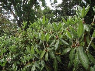 IMG_1703_bureavioides Rhododendron bureavioides