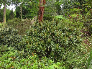 IMG_1704_roxieanum Rhododendron roxieanum