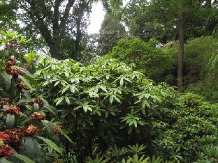 IMG_1706_strigillosum Rhododendron strigillosum