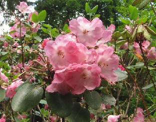 IMG_1709_souliei_deep_pink Rhododendron souliei , deep pink form