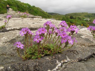 IMG_1484_flower_on_the_Clachan_Bridge Flowers on the Clachan Bridge. 2011-05-12