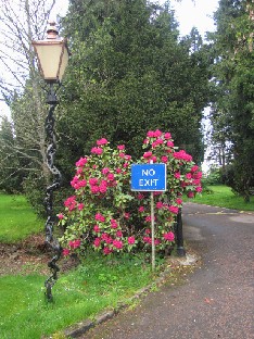 IMG_1643_back_to_the_world_of_ordinary_rhododendrons I want to Glendoick!