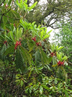 IMG_0969_new_growth