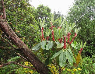 IMG_0977_new_growth_large_leaved