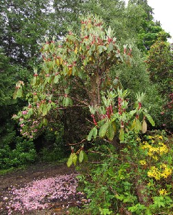 IMG_0978_new_growth_large_leaved