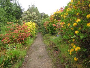 IMG_0981_azaleas