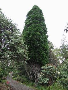 IMG_1490_Calocedrus_decurrens_Incense_Cedar Calocedrus decurrens