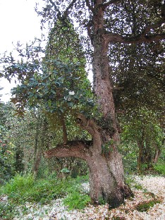 IMG_1493_arboreum_v_album Rhododendron arboreum var. album