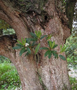 IMG_1494_arboreum_v_album Rhododendron arboreum var. album