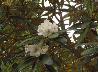 IMG_1514_arboreum_v_album Rhododendron arboreum var. album