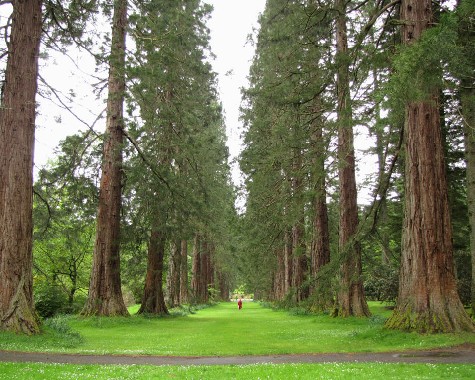 Benmore Botanic Gardens 2011-05-10 Benmore Botanical Garden 10 May 2011