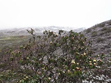 IMG_1474_Rhododendron_wightii_Dzongri_4100m_160505 Rhododendron wightii , Dzongri 4100 m (04:24)