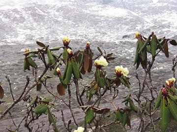 IMG_1475_Rhododendron_wightii_Dzongri_4100m_160505 Rhododendron wightii , Dzongri 4100 m (04:24)