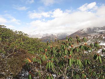 IMG_1498_Rhododendron_wightii_Dzongri_4150m_160505 Rhododendron wightii , Dzongri 4150 m (05:42)