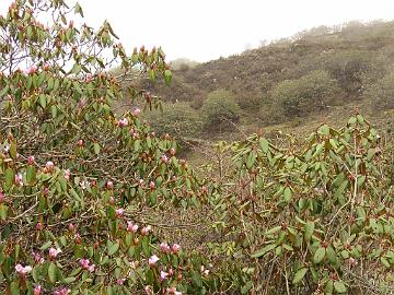 IMG_1518_Rhododendron_campanulatum_Dzongri_4000m_160505 Rhododendron campanulatum , Dzongri 4000 m (08:12)