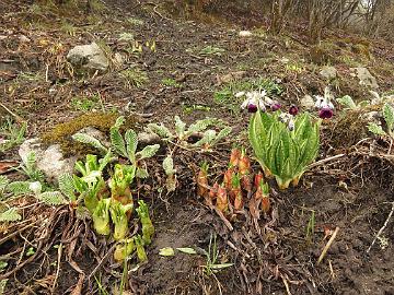 IMG_1519_Primula_tanneri_Dzongri_4000m_160505 Primula tanneri , Dzongri 4000 m (08:25)