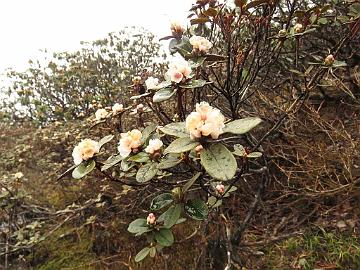 IMG_1521_Rhododendron_anthopogon_Dzongri-Thsoka_3950m_160505 Rhododendron anthopogon , Dzongri - Phenang 3900 m (08:38)