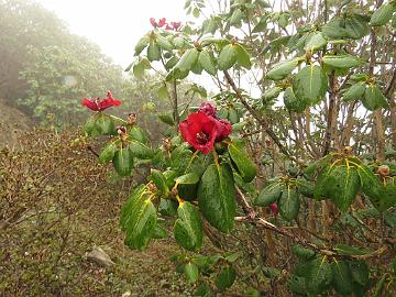 IMG_1522_Rhododendron_thomsonii_Dzongri-Thsoka_3850m_160505 Rhododendron thomsonii , Dzongri - Phenang 3850 m (09:33)