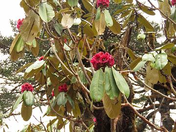 IMG_1526_Rhododendron_hodgsonii_Dzongri_Tshoka_3750m_160505 Rhododendron hodgsonii , Dzongri - Phenang 3750 m (10:56)