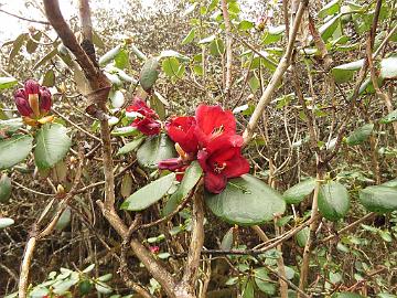IMG_1528_Rhododendron_thomsonii_Dzongri-Tshoka_3700m_160505 Rhododendron thomsonii , Dzongri - Phenang 3700 m (10:56)