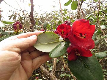 IMG_1529_Rhododendron_thomsonii_Dzongri-Tshoka_3700m_160505 Rhododendron thomsonii , Dzongri - Phenang 3700 m (10:56)