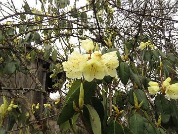 IMG_1531_Rhododendron_campylocarpum_Phedang_between_Dzongri-Tshoka_3700m_160505 Rhododendron campylocarpum , Phenang 3696 m (11:15)