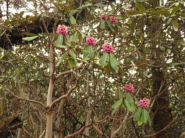 IMG_1533_Rhododendron_hodgsonii_Phedang_between_Dzongri_Tshoka_3650m_160505 Rhododendron hodgsonii , Phenang - Tshoka 3650 m (11:28)