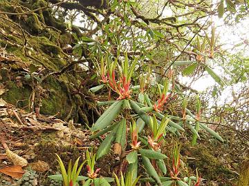 IMG_1542_Rhododendron_hodgsonii_new_growth_Dzongri_Tshoka_3550m_160505 New growth of Rhododendron hodgsonii , Phenang - Tshoka 3550 m (12:22)
