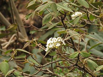 IMG_1543_Viburnum_nervosum_Dzongri-Tshoka_3300m_160504 Viburnum nervosum , Phenang - Tshoka 3300 m (12:54)