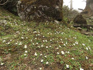 IMG_1544_Fragaria_nubicola_Dzongri-Tshoka_3300mm_160503 Fragaria nubicola , Phenang - Tshoka 3300 m (13:22)