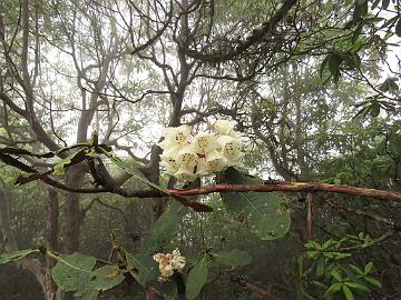 IMG_1550_Rhododendron_falconeri_Dzongri-Tshoka_3100m_160505 Rhododendron falconeri , Phenang - Tshoka 3100 m (14:15)