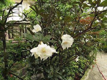 IMG_2244_Rhododendron_maddenii_Hidden_Forest_Retreat_Hotel_in_Gangtok_16051 Rhododendron maddenii in the garden of the Hidden Forest Retreat Hotel (06:08)