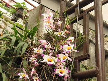 IMG_2255_orchids_at_Hidden_Forest_Retreat_Hotel_in_Gangtok_160513 Orchid in the Hidden Forest Retreat Hotel (06:16)