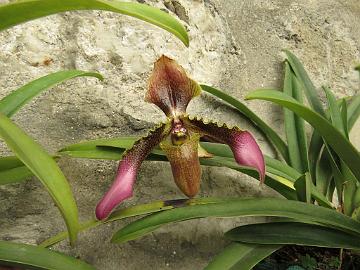 IMG_2257_orchids_at_Hidden_Forest_Retreat_Hotel_in_Gangtok_160513 Orchid in the Hidden Forest Retreat Hotel (06:17)