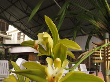 IMG_2269_orchids_at_Hidden_Forest_Retreat_Hotel_in_Gangtok_160513 Orchid in the Hidden Forest Retreat Hotel (06:21)