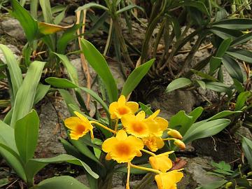 IMG_2270_orchids_at_Hidden_Forest_Retreat_Hotel_in_Gangtok_160513 Orchid in the Hidden Forest Retreat Hotel (06:21)