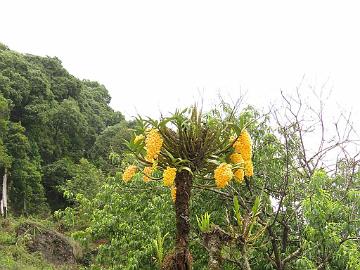 IMG_1596_Dendrobium_densiflorum_Gangtok-Lachen_1800m_160508 Orchid Dendrobium densiflorum , Gangtok - Lachen 1800 m (10:48)