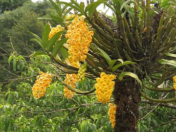 IMG_1597_Dendrobium_densiflorum_Gangtok-Lachen_1800m_160508 Orchid Dendrobium densiflorum , Gangtok - Lachen 1800 m (10:48)