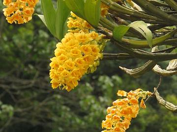 IMG_1598_Dendrobium_densiflorum_Gangtok-Lachen_1800m_160508 Orchid Dendrobium densiflorum , Gangtok - Lachen 1800 m (10:48)