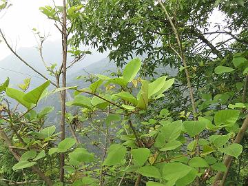 IMG_1614_Erythrina_sp_Gangtok-Lachen_1800m_160508 Erythrina sp., Gangtok - Lachen 1800 m (13:24)