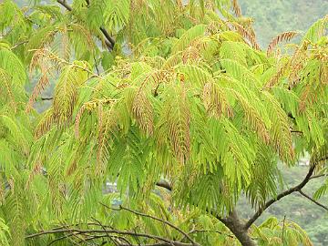 IMG_1617_Albizia_sp_Gangtok-Lachen_1800m_160508 Albitzia sp., Gangtok - Lachen 1800 m (13:22)