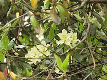 IMG_1634_Rhododendron_triflorum_on_the_way_to_Lachen_2600m_160508 Rhododendron triflorum , Gangtok - Lachen 2600 m (16:43)