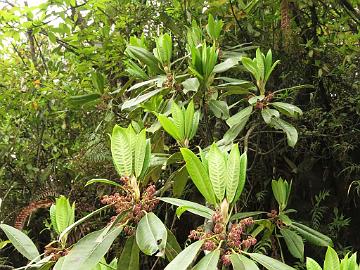 IMG_1636_Daphniphyllum_himalayense_on_the_way_to_Lachen_2600m_160508 Daphniphyllum himalayense , Gangtok - Lachen 2600 m (16:44)